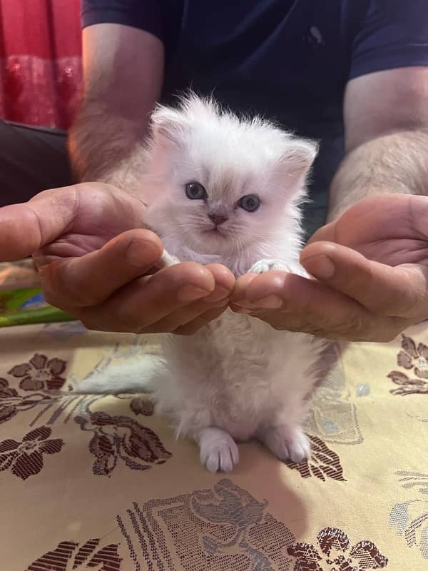 Persian Kitten 1