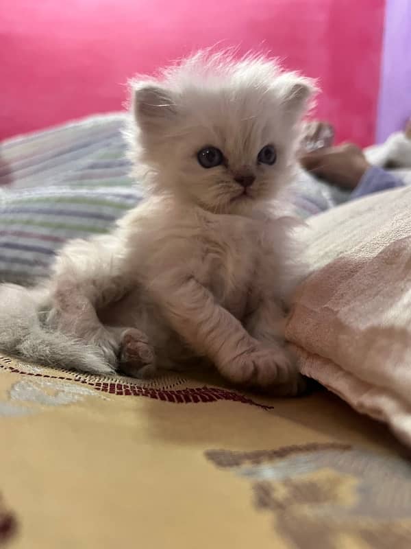 Persian Kitten 3