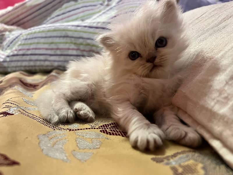 Persian Kitten 4