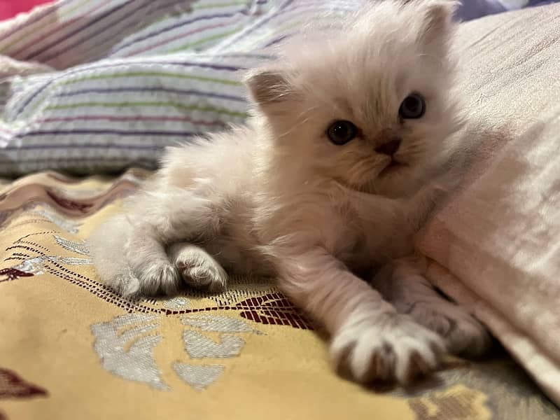 Persian Kitten 5