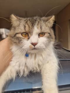 Persian Male Cat - Adult Cat For Sale - Male Cat