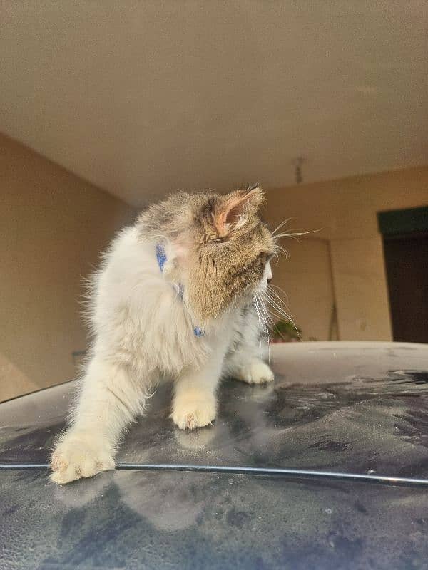 Persian Male Cat - Adult Cat For Sale - Male Cat 5