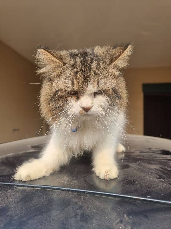 Persian Male Cat - Adult Cat For Sale - Male Cat 6