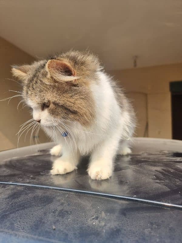 Persian Male Cat - Adult Cat For Sale - Male Cat 7