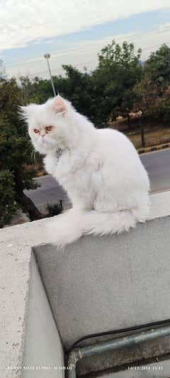 my Persian cat