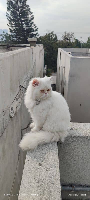 my Persian cat 2