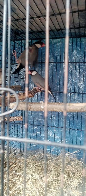 1 pair jawa Finch ,1 pair exibition size Finch , 1pair budgies 0