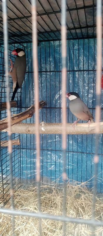 1 pair jawa Finch ,1 pair exibition size Finch , 1pair budgies 1