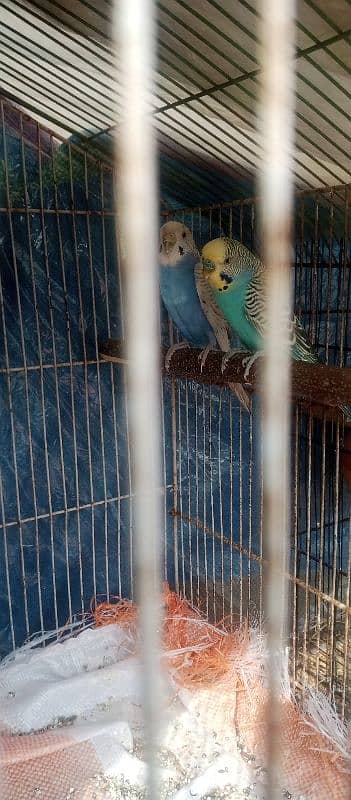 1 pair jawa Finch ,1 pair exibition size Finch , 1pair budgies 2