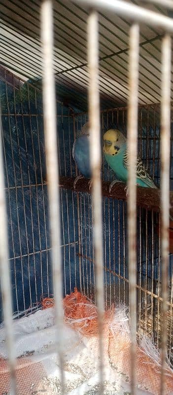 1 pair jawa Finch ,1 pair exibition size Finch , 1pair budgies 3