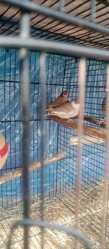 1 pair jawa Finch ,1 pair exibition size Finch , 1pair budgies 4