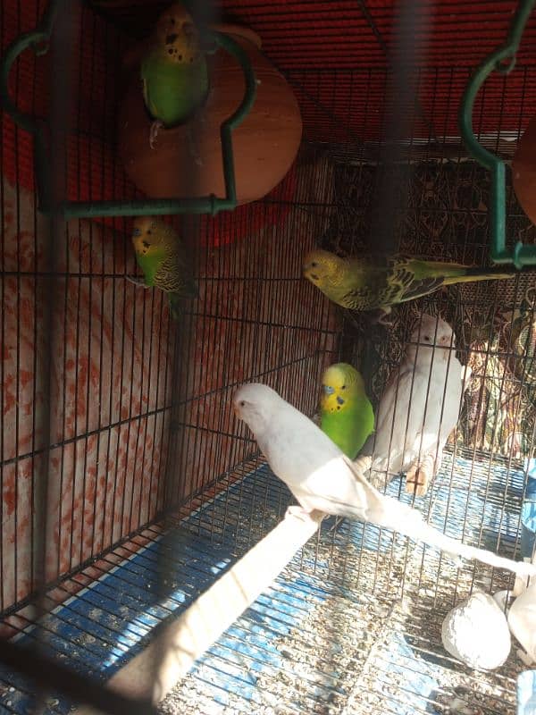 Australian parrots 1