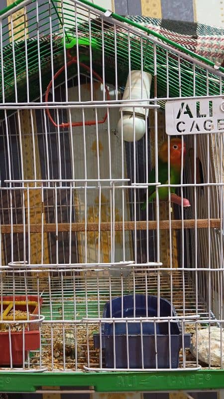 Complete Set Sale Pair plus Cage Box Food 4