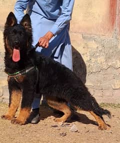 German Shepherd proper long coat 4 month female for sale