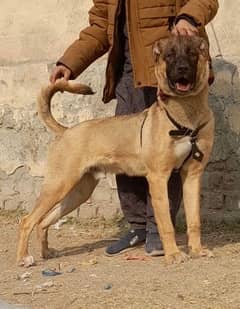 Kurdish Kangal security dog mail 4 month for sale