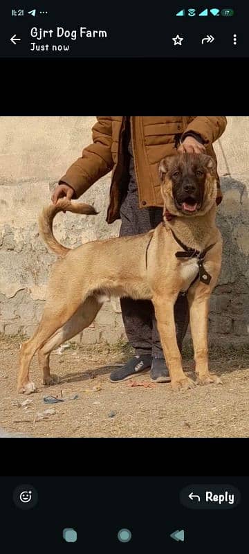 Kurdish Kangal security dog mail 4 month for sale 1