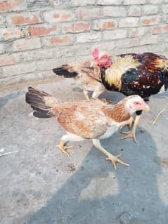 Aseel Desi Murga & 2 Murgi Age 15 month for sale mobile no 03210130133