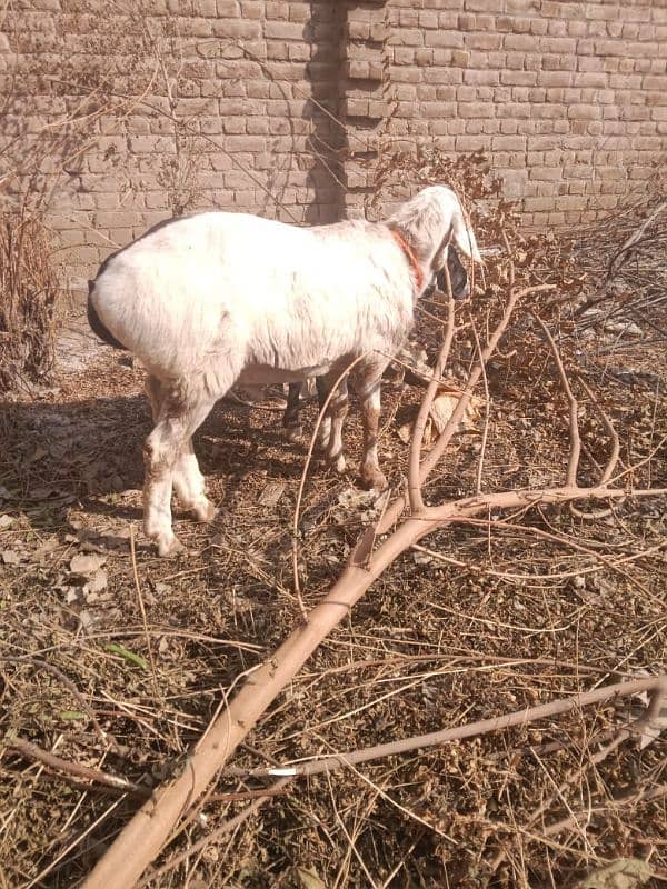 home bread sheep ha 2