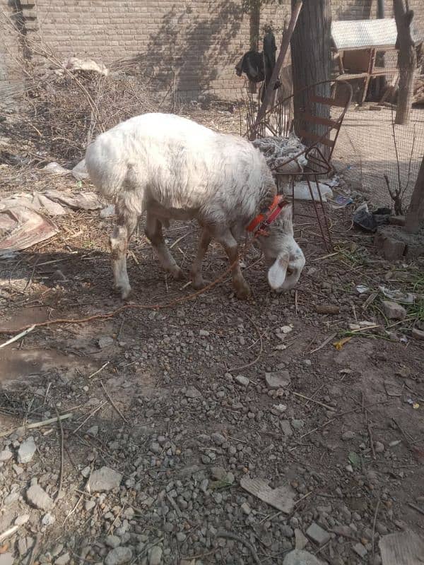 home bread sheep ha 3