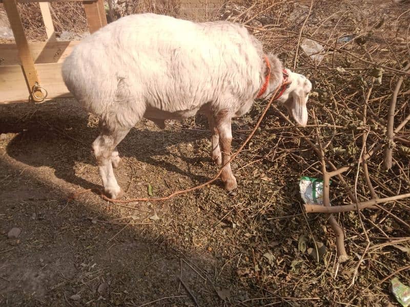 home bread sheep ha 5