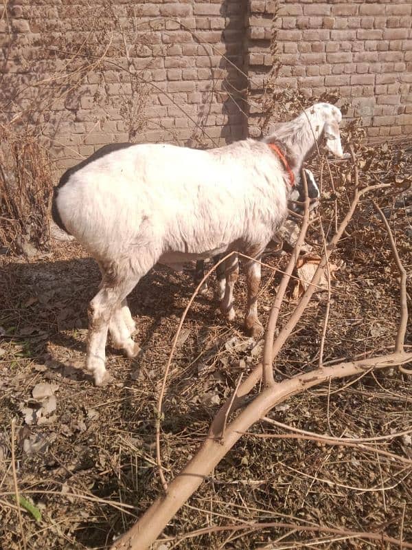 home bread sheep ha 7