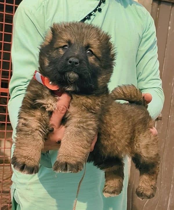 Kurdish Kangal security dog 2 months male for sale heavy bone 0