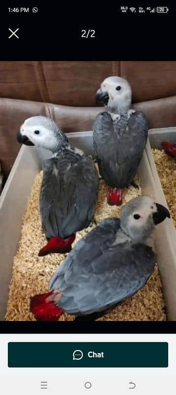 African grey parrot cheeks for sale 0335=488=7932 0