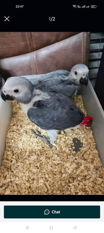 African grey parrot cheeks for sale 0335=488=7932 1