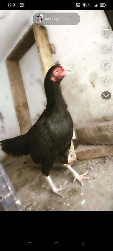 urgent sell home breed 2 hens 6