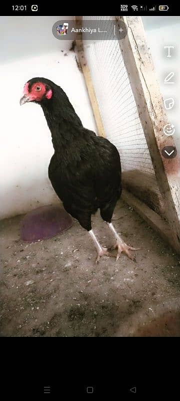 urgent sell home breed 2 hens 7