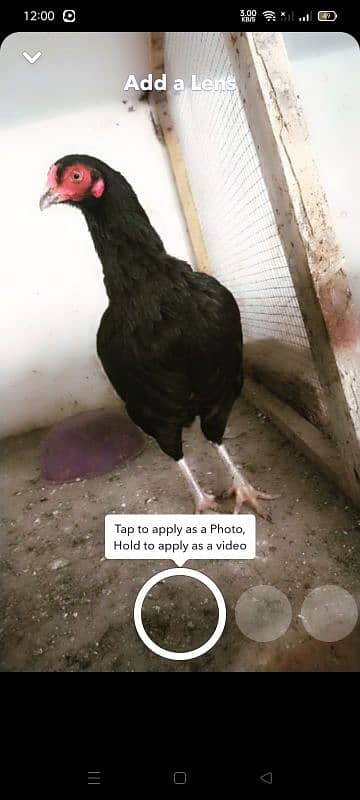 urgent sell home breed 2 hens 8