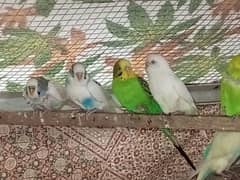 love birds and Australian parrots