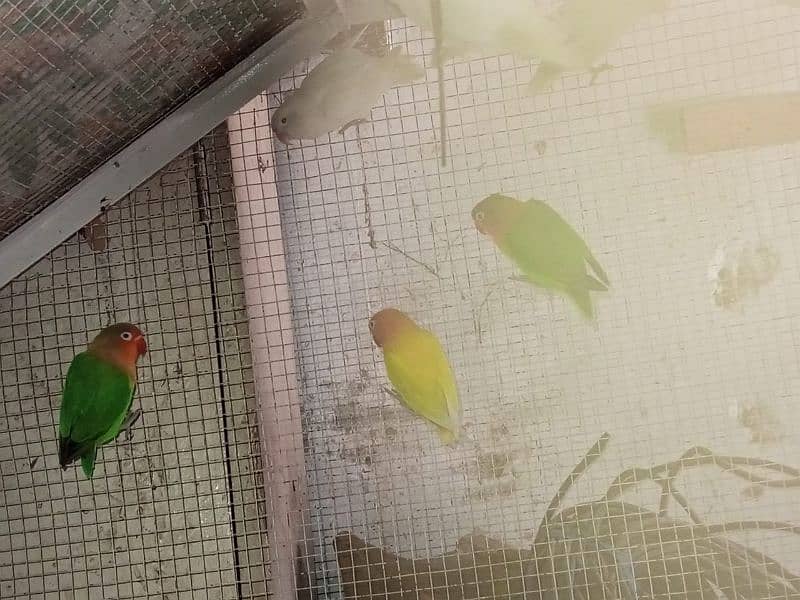 love birds and Australian parrots 9