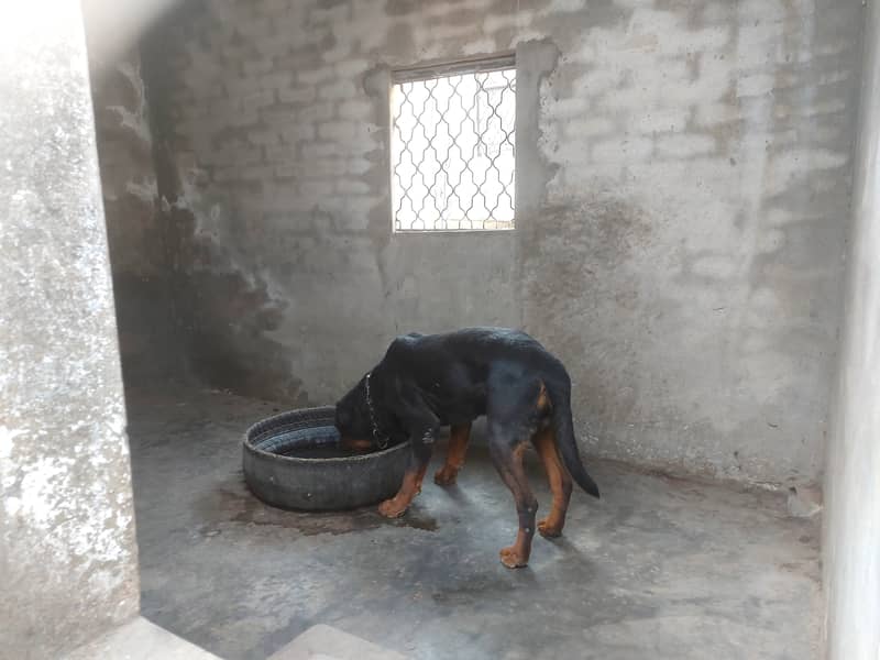 male dog for sale in gujrat 1