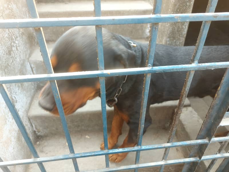 male dog for sale in gujrat 2