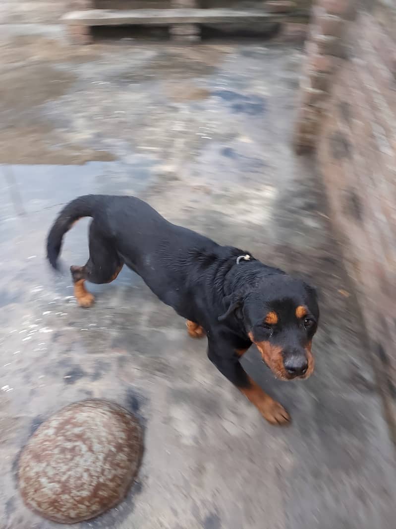 male dog for sale in gujrat 9