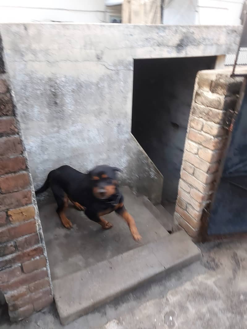 male dog for sale in gujrat 10