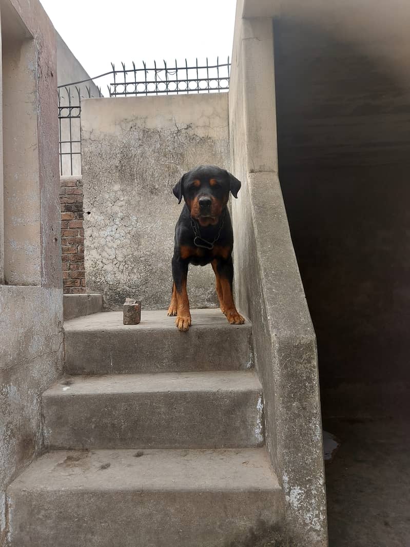 male dog for sale in gujrat 11