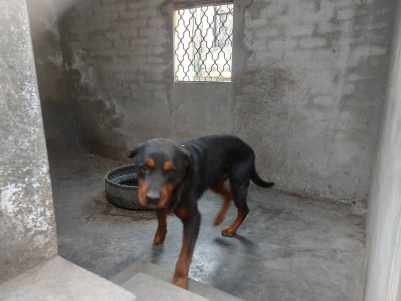 male dog for sale in gujrat 12