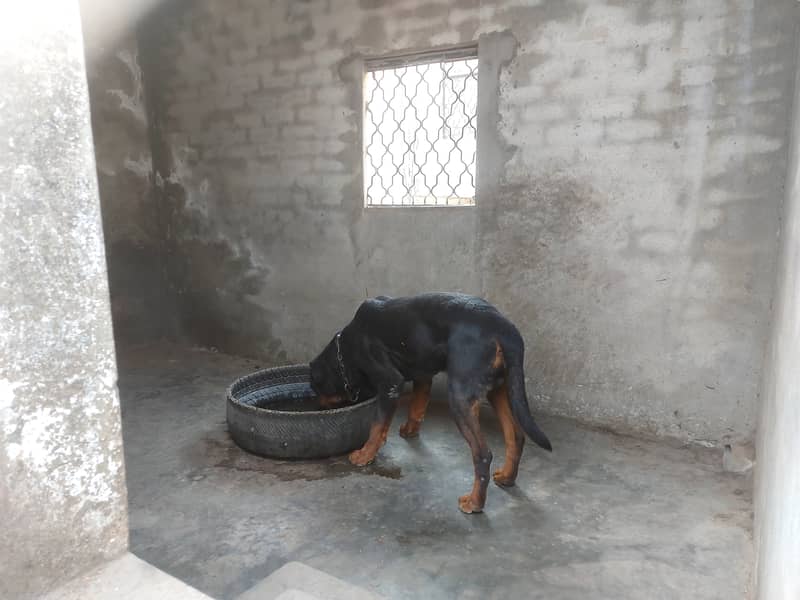 male dog for sale in gujrat 13