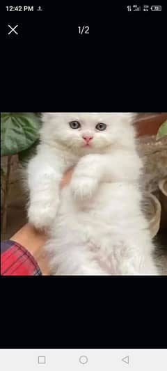 quality Persian panch face cate & kittan male female both available h