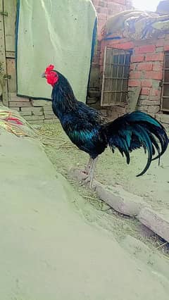 aseel bird my home breed beautiful