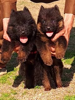 German Shepherd |black German Shepherd puppies | puppy | GSD dog