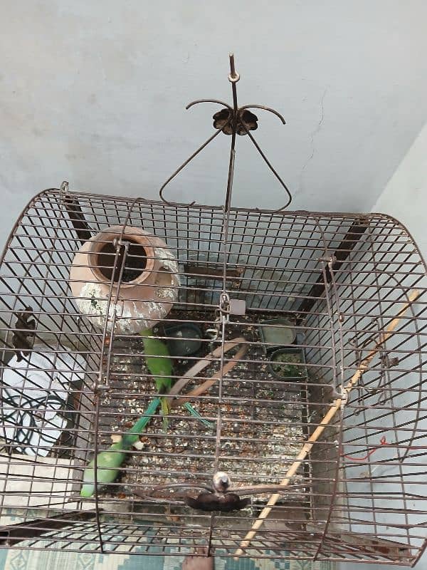 cage for sale 2