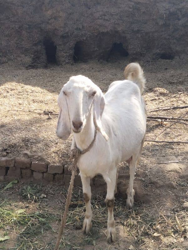 RAJANPOORI WHITE GOAT FIRST BIRTH GIVER 1