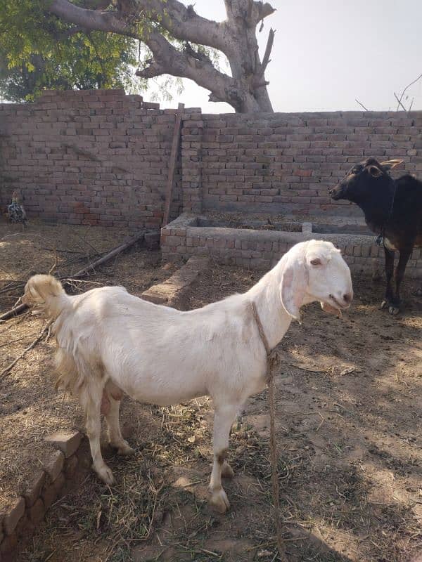 RAJANPOORI WHITE GOAT FIRST BIRTH GIVER 2