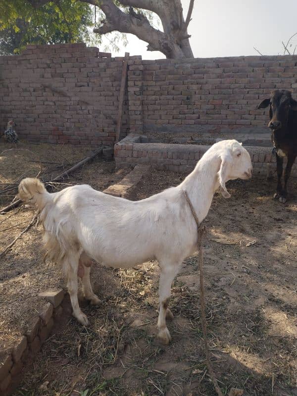 RAJANPOORI WHITE GOAT FIRST BIRTH GIVER 3