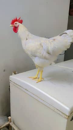 7 month male hen