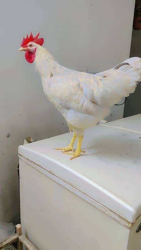 7 month male hen 0