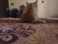 Adorable 3-Month-Old Ginger Kitten – Vaccinated & Litter Trained!